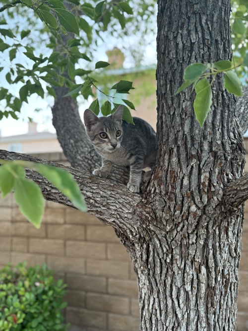 Alt Text for Cat in Tree